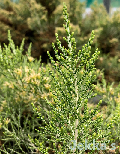 Jekka's: Kerosene Bush (Ozothamnus hookeri)