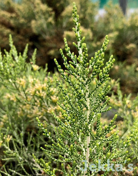 Jekka's: Kerosene Bush (Ozothamnus hookeri)