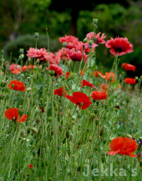 Jekkapedia: Field Poppy