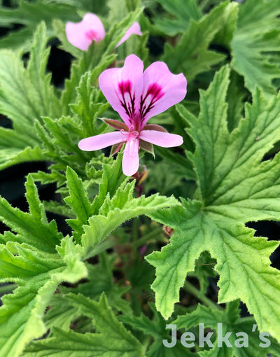 Jekka's: Pelargonium 'Mabel Grey' (Pelargonium 'Mabel Grey')