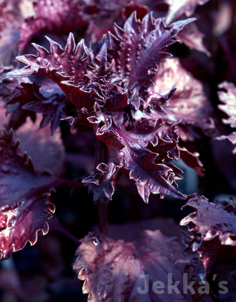 Jekkapedia: Purple Shiso