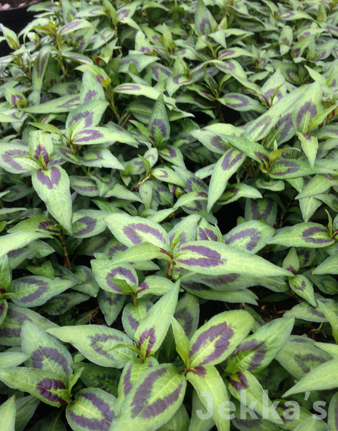 Jekkapedia: Persicaria odorata (Vietnamese Coriander) – Jekka's