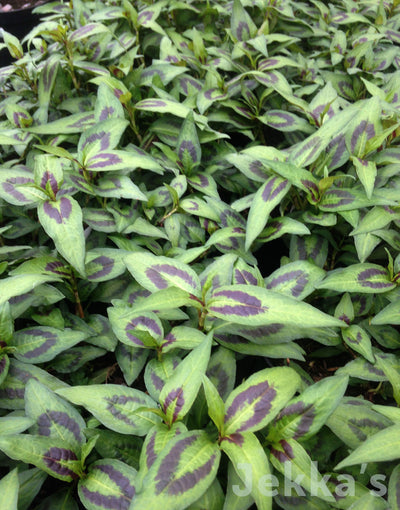 Jekka's: Vietnamese Coriander (Persicaria odorata)