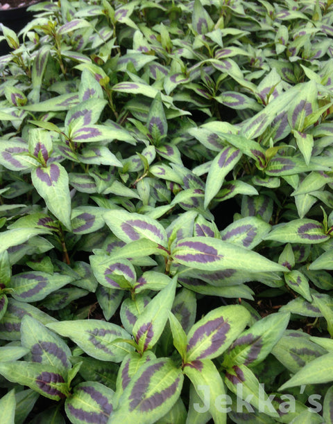 Jekka's: Vietnamese Coriander (Persicaria odorata)