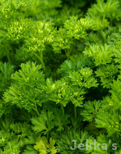Jekka's: Parsley (Petroselinum crispum)