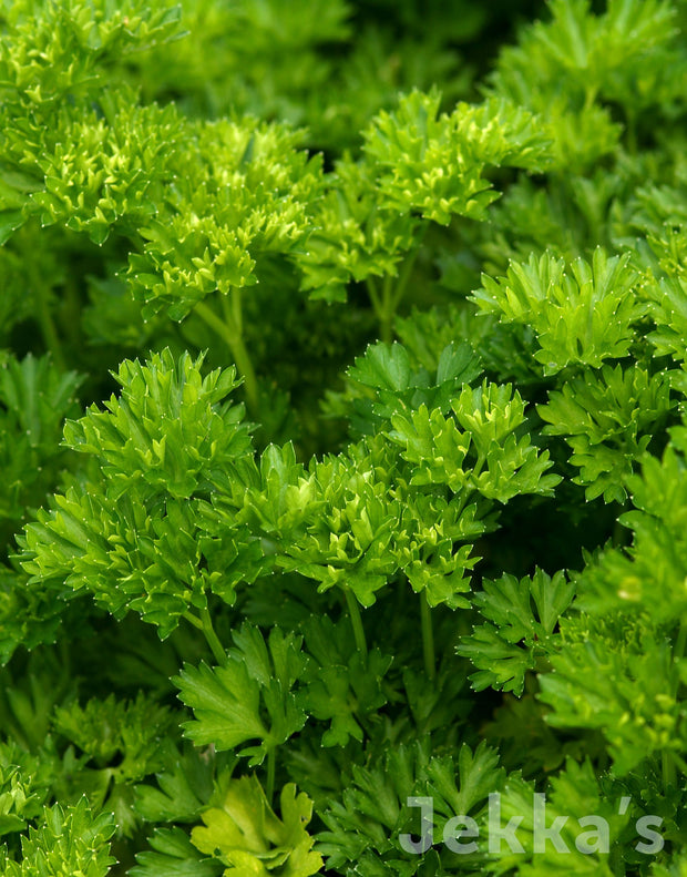 Jekka's: Parsley (Petroselinum crispum)