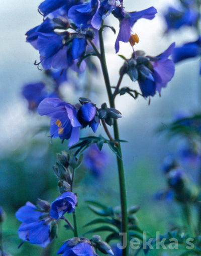 Jekka's: Jacob's Ladder (Polemonium caeruleum )