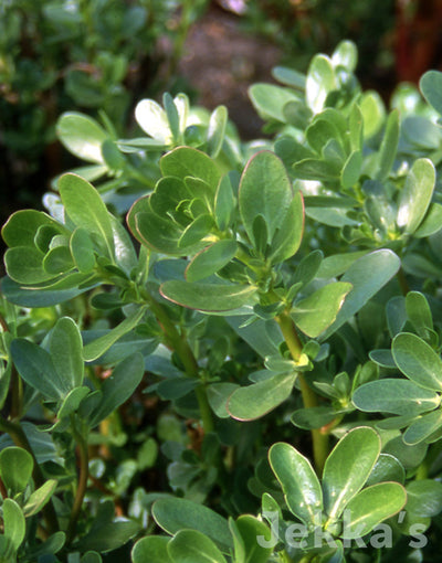 Jekkapedia: Purslane