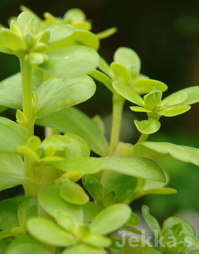 Jekka's: Purslane Gold (Portulaca oleracea var. aurea )