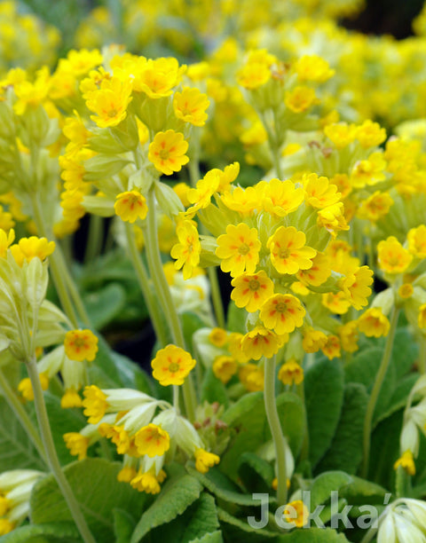 Primula veris