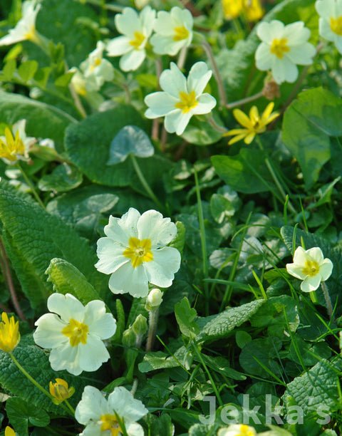 Jekka's: Primrose (Primula vulgaris)