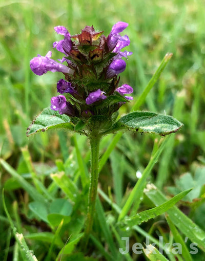 Jekka's: Selfheal (Prunella vulgaris)