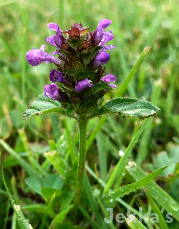 Jekka's: Selfheal (Prunella vulgaris)