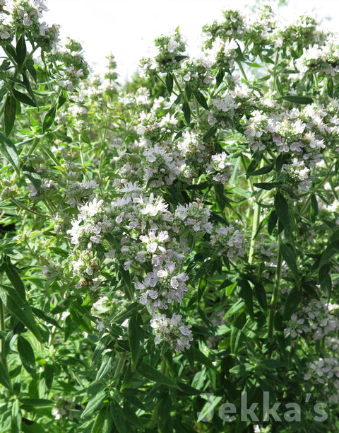 Jekka's: Mountain Mint (Pycnanthemum pilosum)