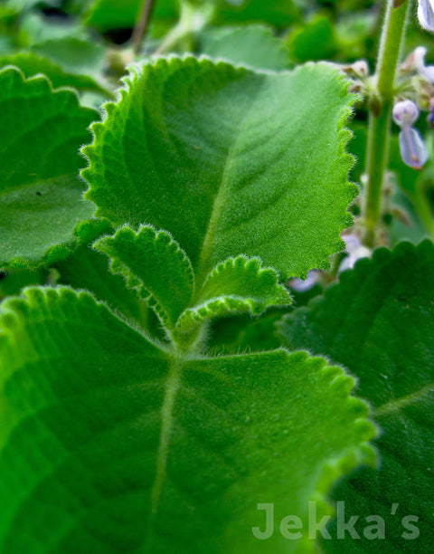 Jekka's: Cuban Oregano (Plectranthus amboinicus)
