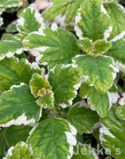 Jekkapedia: Candle plant (Plectranthus madagascariensis 'Variegated Mintleaf')