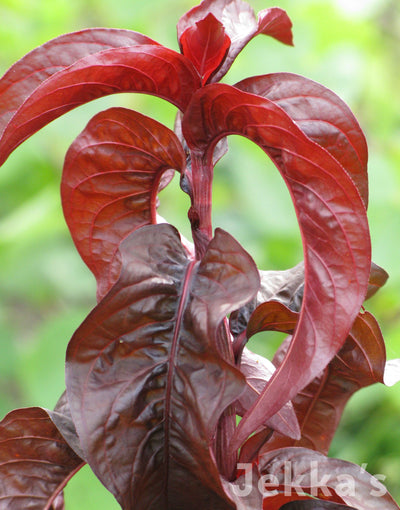 Jekka's: Red Water Pepper (Persicaria hydropiper 'Rubra')