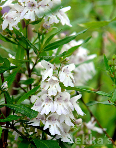 Jekka's: Victorian Christmas bush (Prostanthera lasianthos )