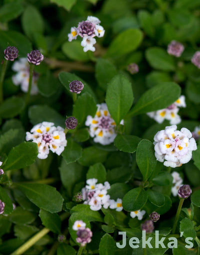 Jekka's: Yerba de la Sainte Maria (Phylla nodiflora)