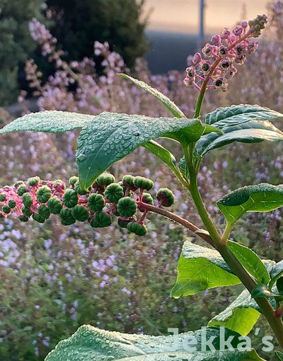 Jekka's: American pokeweed (Phytolacca americana)