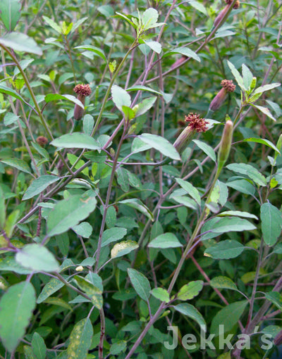 Jekka's: Quilquina (Porophyllum ruderale)