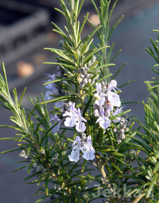 Jekka's: Rosemary (Salvia rosmarinus)