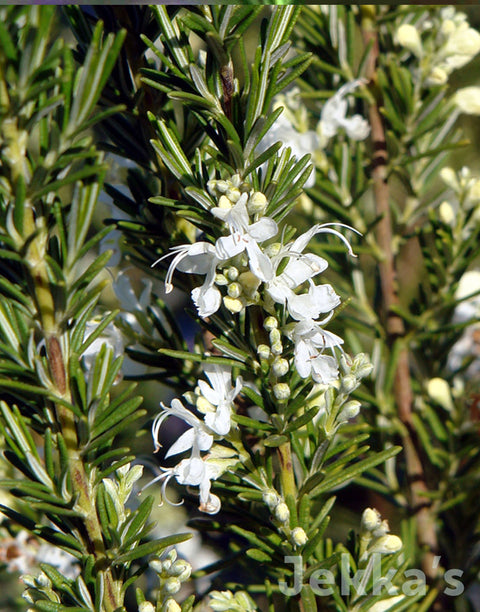 Jekka's: Rosemary White  (Salvia rosmarinus Albiflora Group)