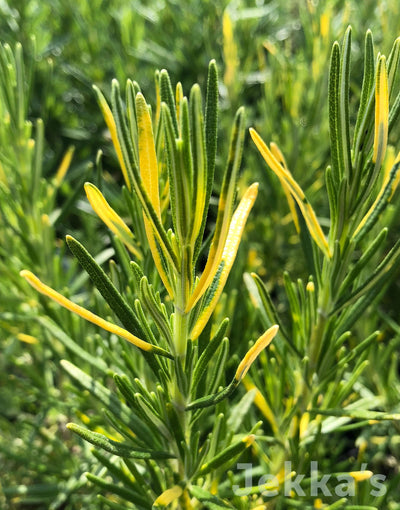 Jekka's: Rosemary Golden Variegated  (Salvia rosmarinus ‘Aurea')