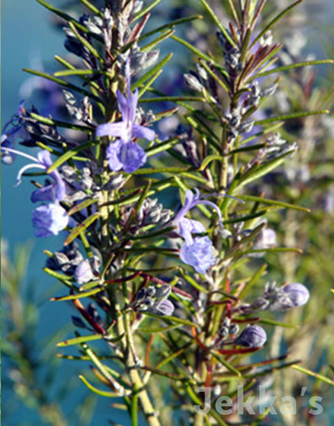 Jekka's: Rosemary Beneden Blue (Salvia rosmarinus (Angustifolia Group) ‘Beneden Blue’)
