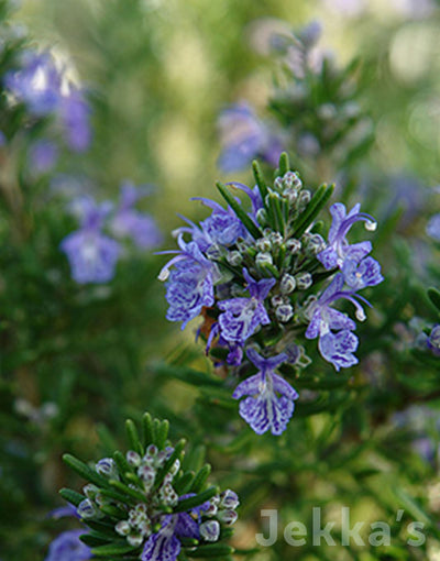 Jekka's: Rosemary Fota Blue (Salvia rosmarinus ‘Fota Blue’)