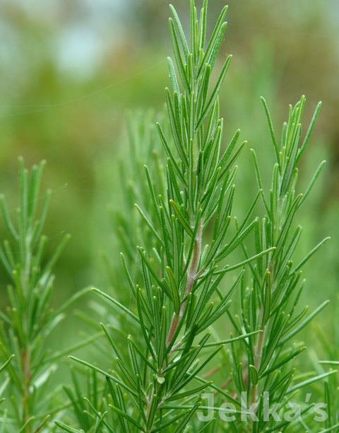 Jekka's: Rosemary Green Ginger (Salvia rosmarinus ‘Green Ginger’)