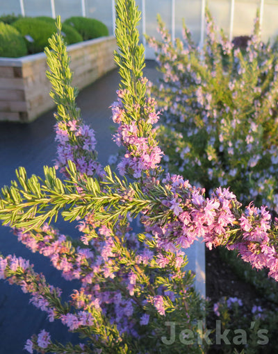 Jekka's: Rosemary Majorca Pink (Salvia rosmarinus ‘Majorca Pink’)