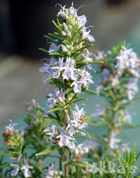 Rosmarinus officinalis 'Primley Blue' - Romarin bleu pour terrain sec