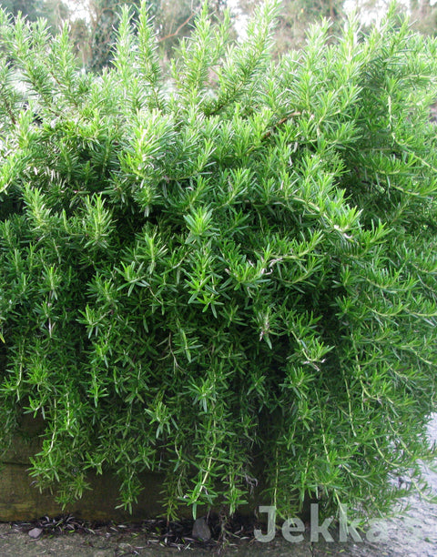 Jekka's: Rosemary Prostrate  (Salvia rosmarinus Prostrata Group )