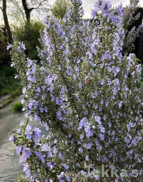 Jekka's: Rosemary Sissinghurst Blue (Salvia rosmarinus ‘Sissinghurst Blue’)