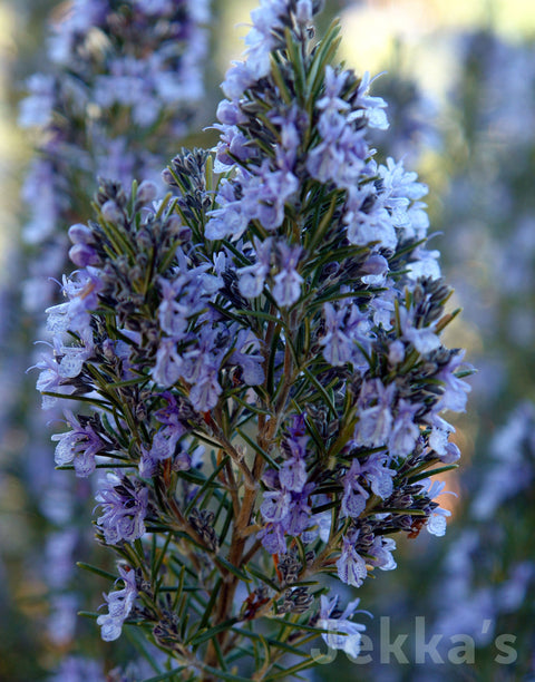 Jekka's: Rosemary Sudbury Blue (Salvia rosmarinus ‘Sudbury Blue’)