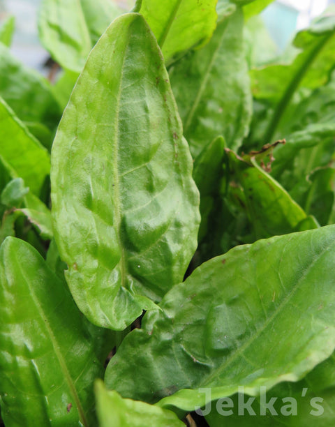 Rumex acetosa
