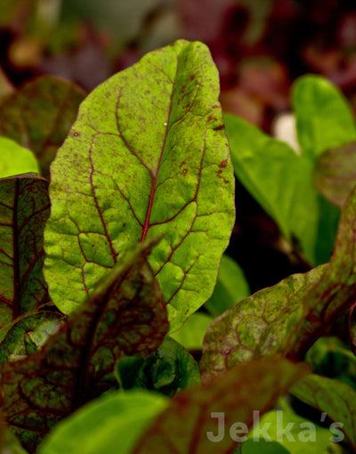 Jekka's: Red Veined Sorrel (Rumex sanguineus var sanguines)