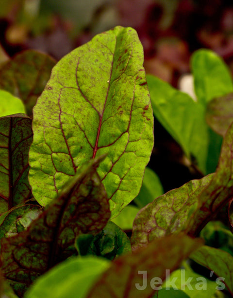 Jekkapedia: Red Veined Sorrel