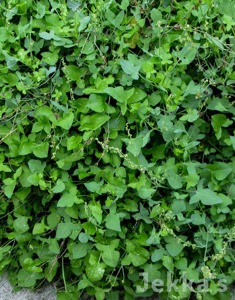 Rumex scutatus