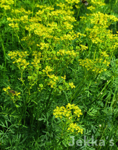 Jekka's: Rue (Ruta graveolens)