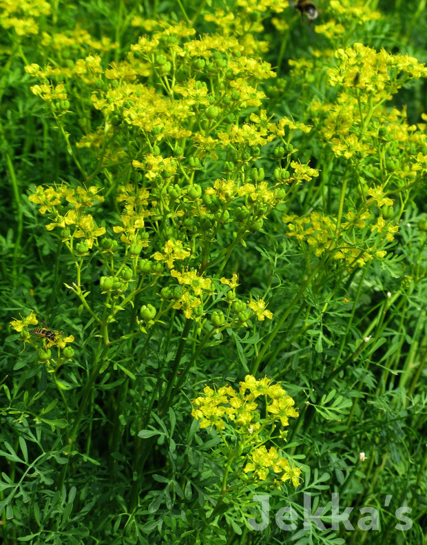 Jekka's: Rue (Ruta graveolens)