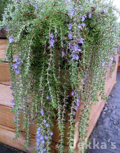 Jekka's: Rosemary Severn Sea (Salvia rosmarinus ‘Severn Sea’)