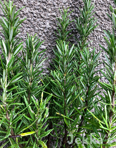 Jekka's: Rosemary Barbecue (Salvia rosmarinus ‘Barbecue’)