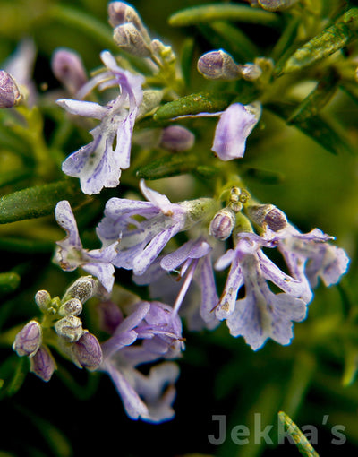 Jekka's: Rosemary Haifa (Salvia rosmarinus ‘Haifa')