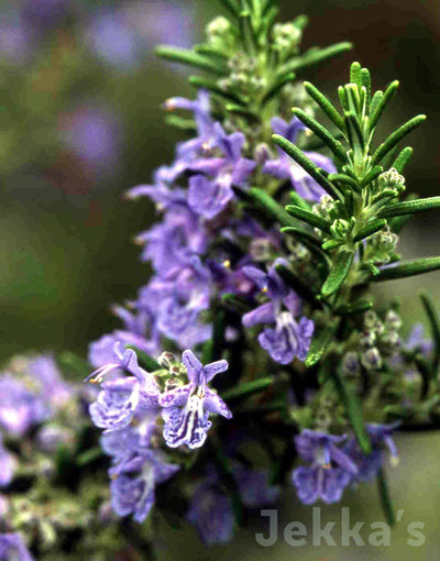 Jekkapedia: Rosemary Blue Lagoon