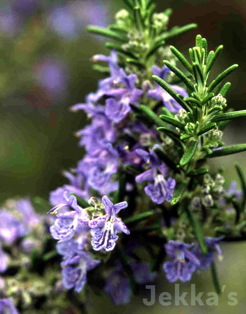 Jekka's: Rosemary Blue Lagoon (Salvia rosmarinus ‘Blue Lagoon’)
