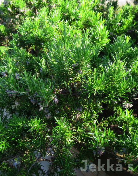 Jekkapedia: Rosemary Capri