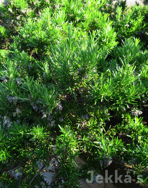 Jekka's: Rosemary Capri (Salvia rosmarinus Prostrata Group ‘Capri’)