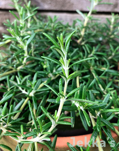 Jekka's: Rosemary Blue Rain (Salvia rosmarinus 'Blue Rain’)